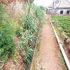 Plants: image 61 Of 79 Thumb